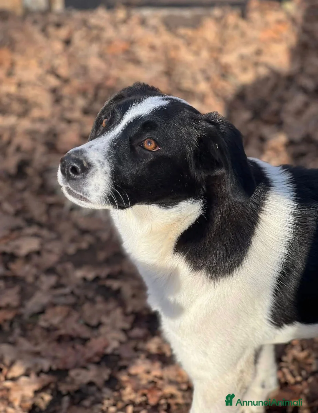Meticcio cani in regalo: ADOZ.DEL💔:dopo 5mesi,rinunciano a loro,cosi belli - Annuncio 2