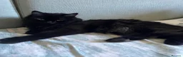 Altre razze gatti in regalo: Regalasi bellissimi gattini  a Provincia di Perugia - Annuncio 6