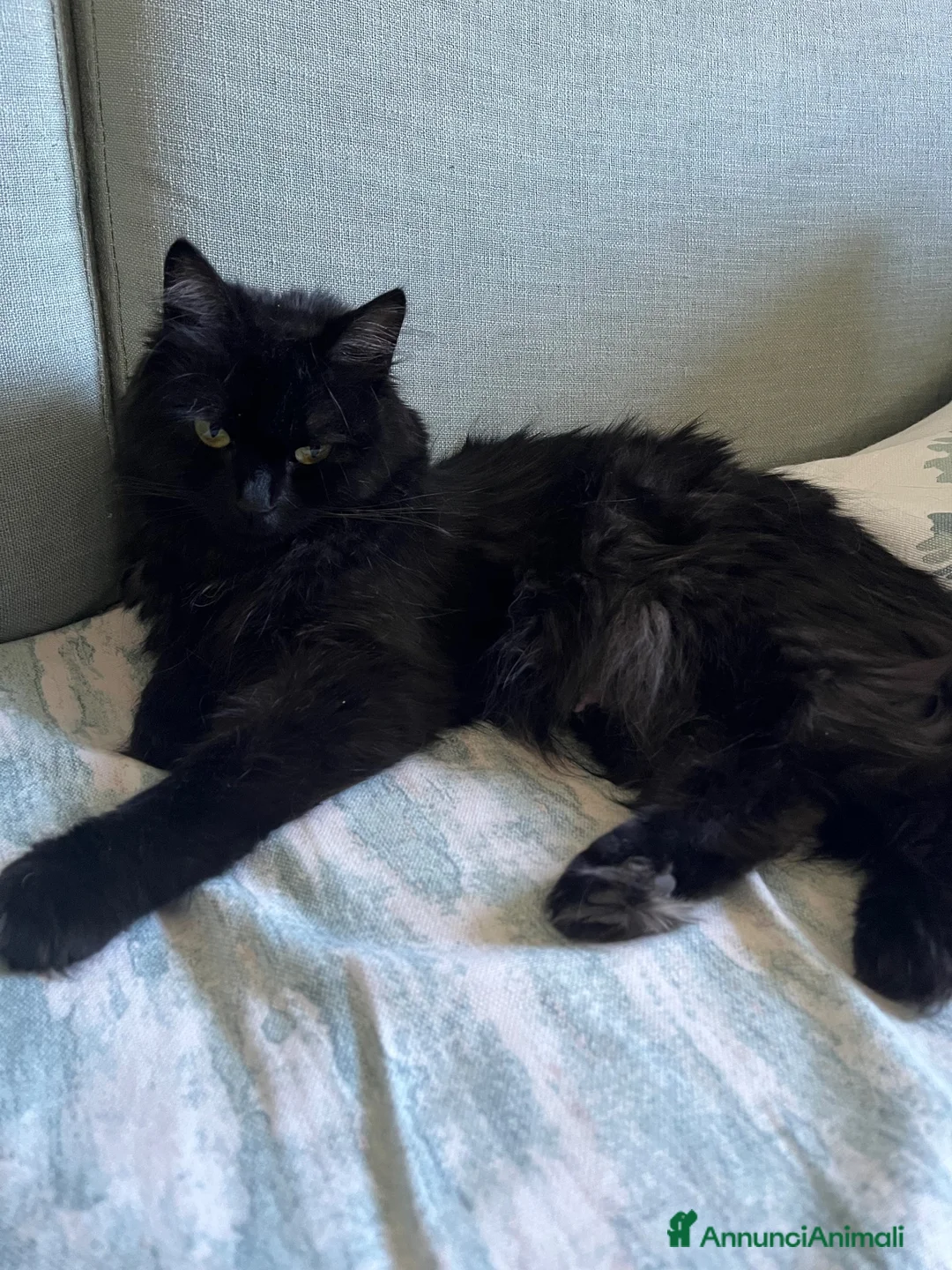 Altre razze gatti in regalo: Regalasi bellissimi gattini  a Provincia di Perugia - Annuncio 6