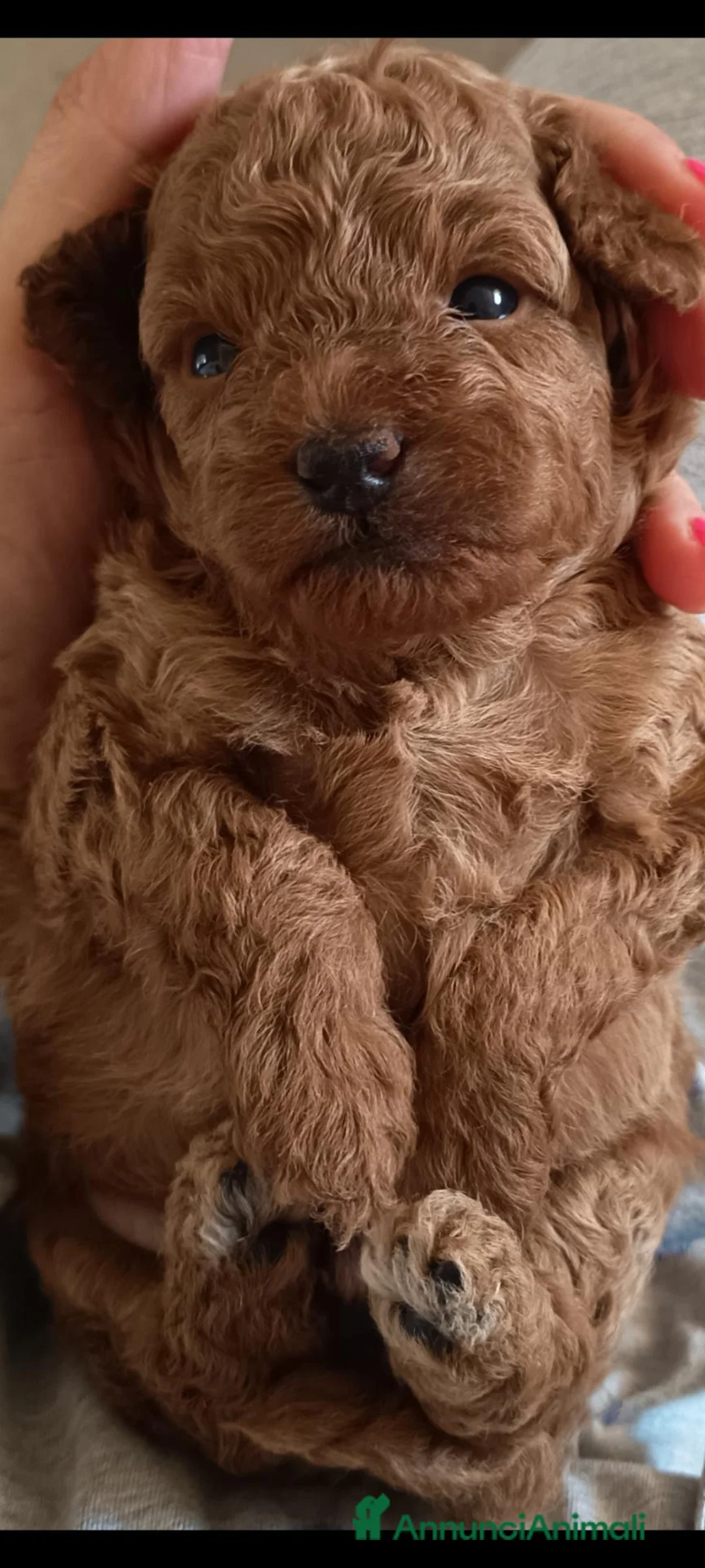 Barboncino Toy cani in vendita: Barboncino Toy red - Annuncio 4