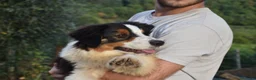 Australian Shepherd cani in vendita: Australian Shepherd pedigree ENCI - Annuncio 22