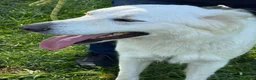 Pastore Svizzero cani in regalo: Gucci, uno splendido pastore svizzero - Annuncio 7