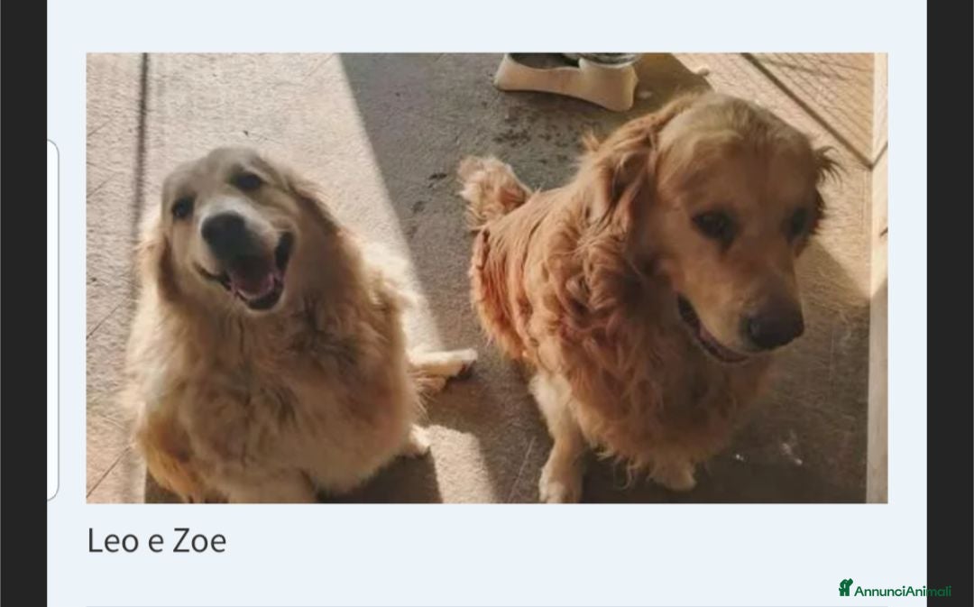 Golden Retriever cani Leo e Zoe  - Annuncio 1