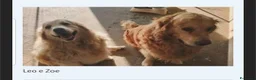 Golden Retriever cani in regalo: Leo e Zoe  - Annuncio 1