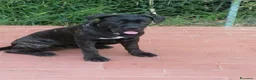 Cane Corso cani in regalo: Cucciole Cane Corso  - Annuncio 2