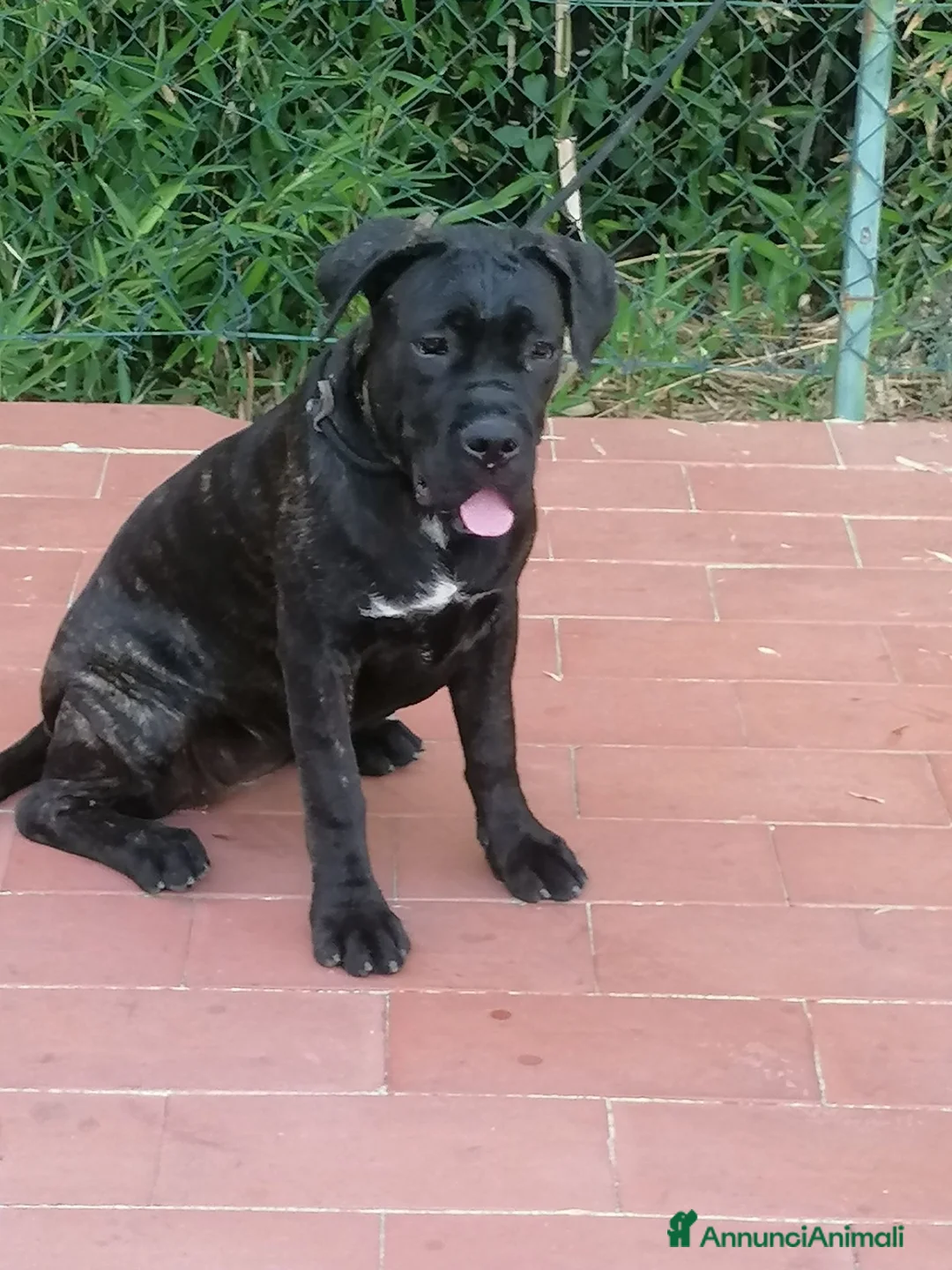 Cane Corso cani in regalo: Cucciole Cane Corso  - Annuncio 2