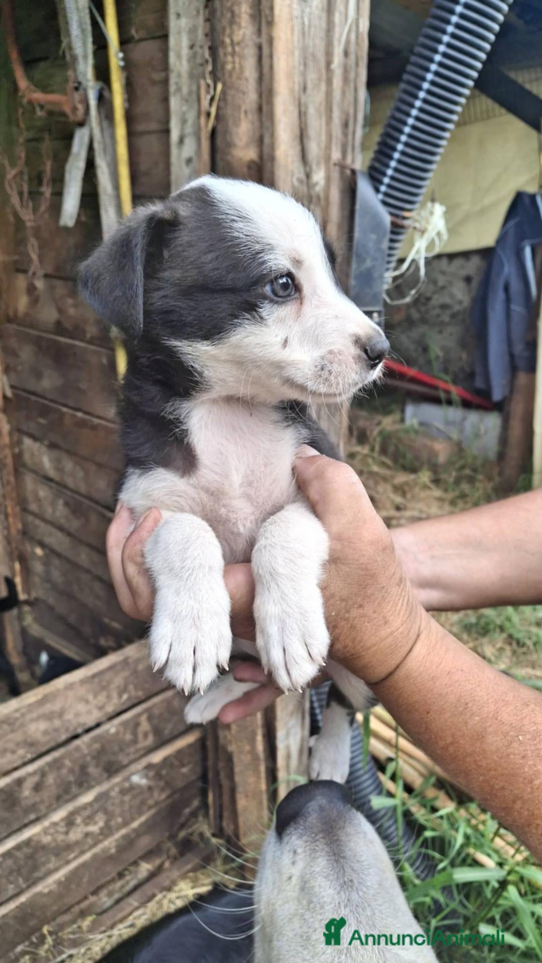 Meticcio cani Cuccioli meticci - Annuncio 10