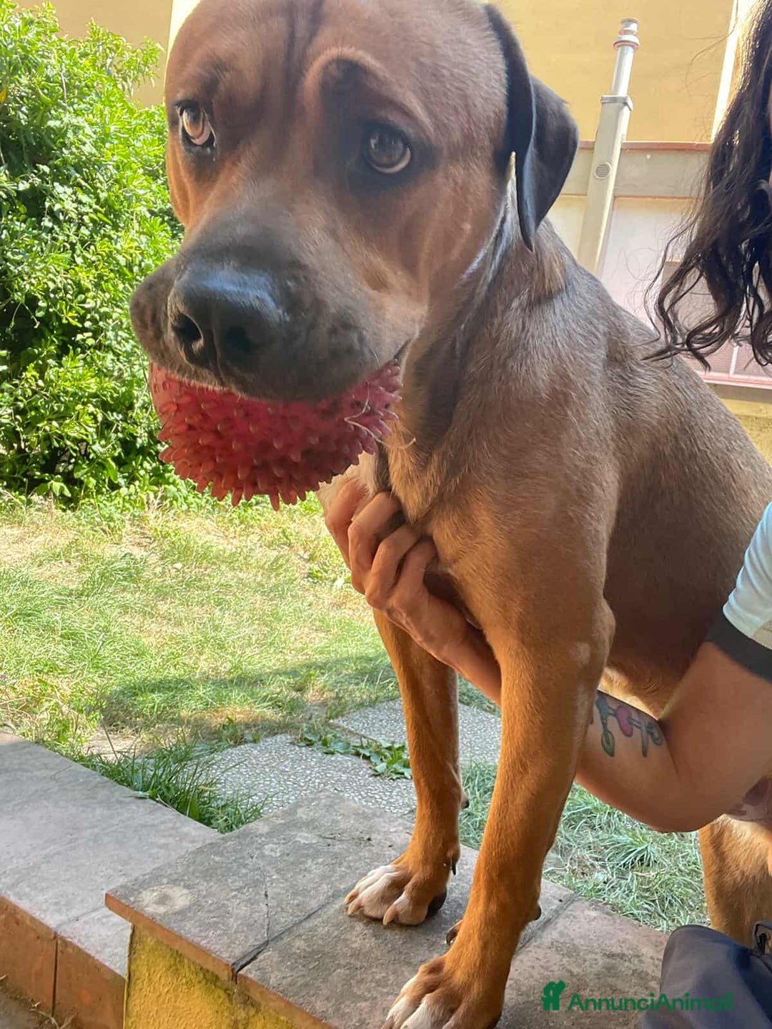 Cane Corso cani in regalo: OSCAR, simpaticissimo MOLOSSINO! - Annuncio 14