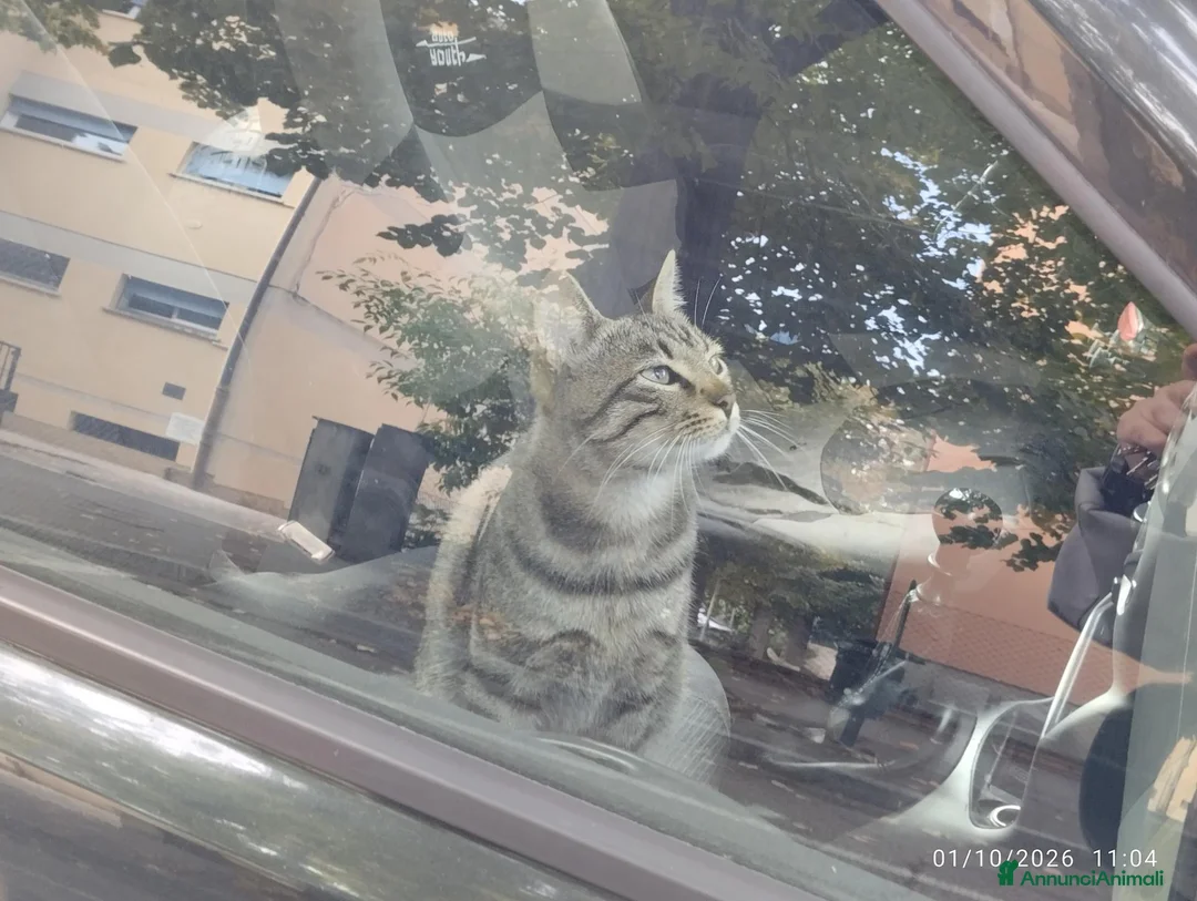 Europeo gatti in regalo: Gatto tigrato - Annuncio 2