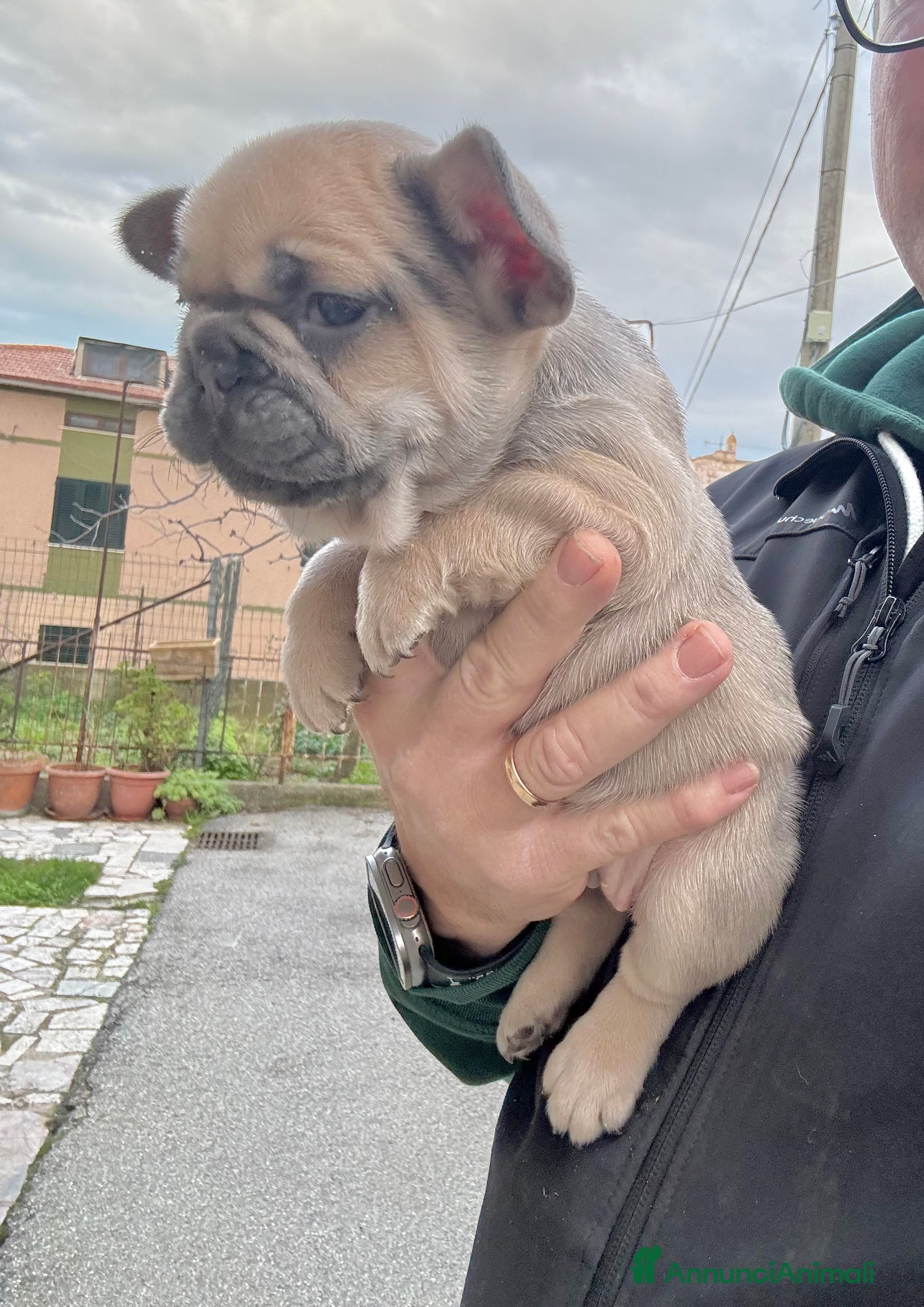 Bulldog Francese cani Bulldog francese  - Annuncio 24