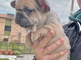 Bulldog Francese cani Bulldog francese - Annuncio 33
