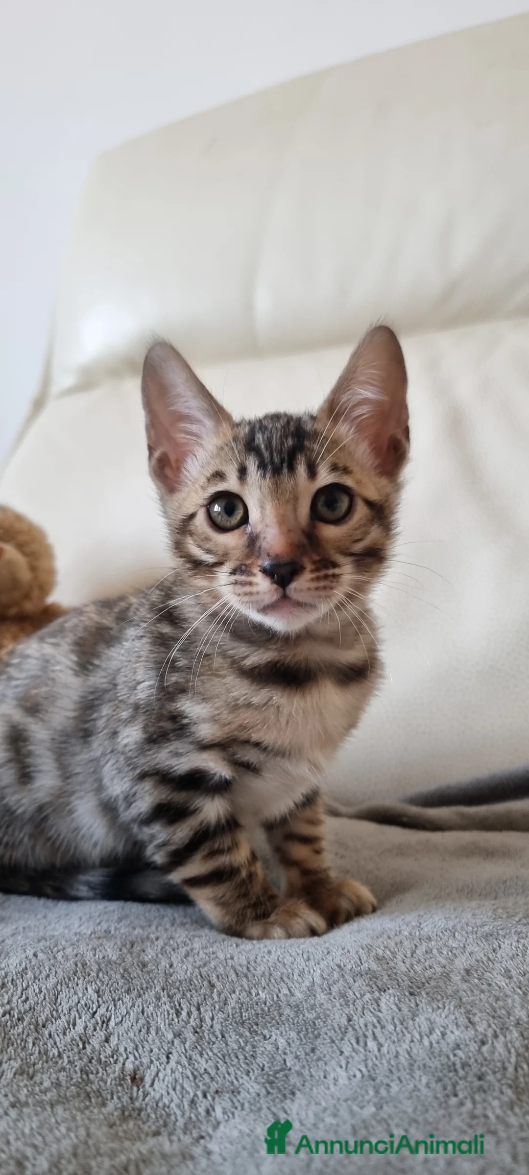 Bengala gatti in vendita: Rara gattina Bengala con Pedigree  - Annuncio 2