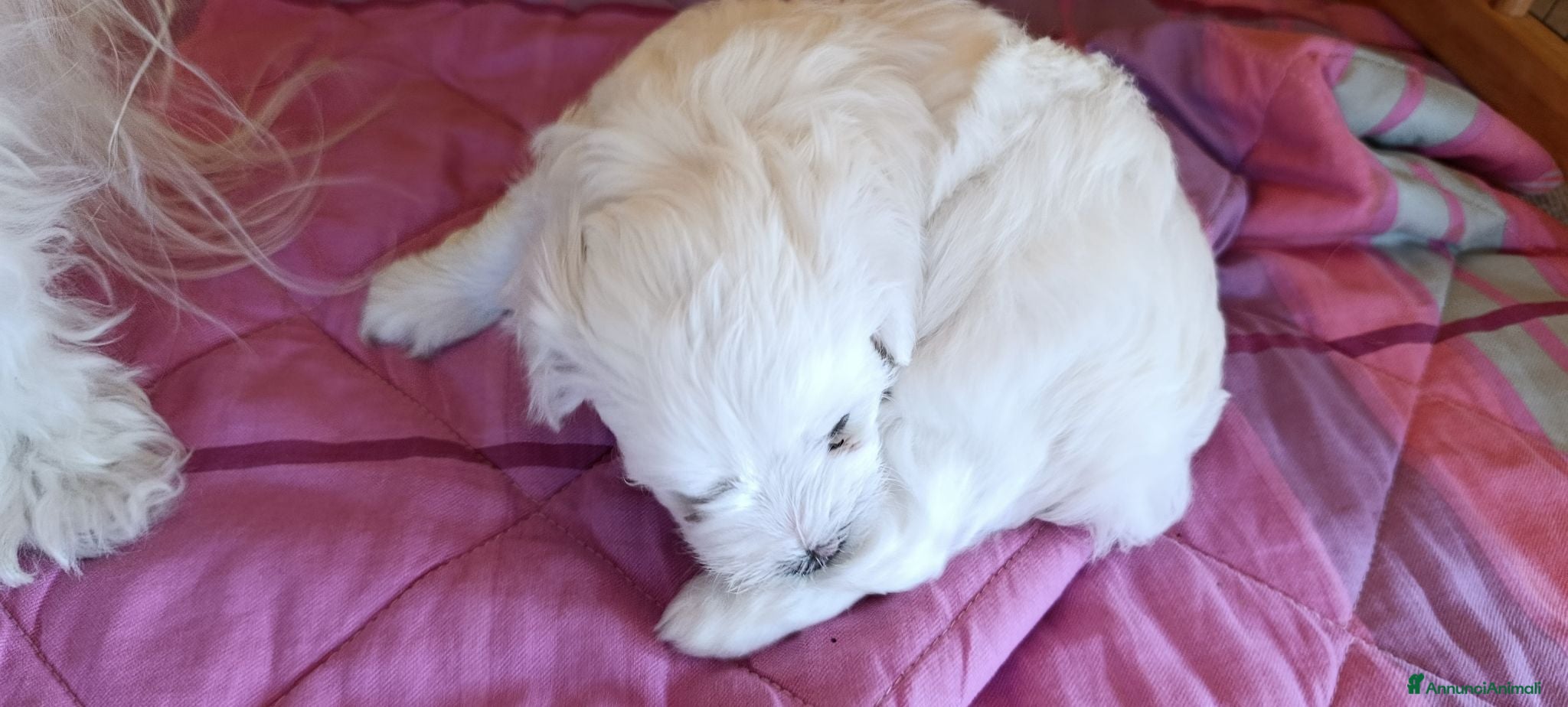 Maltese cani Cuccioli mamtesi - Annuncio 20