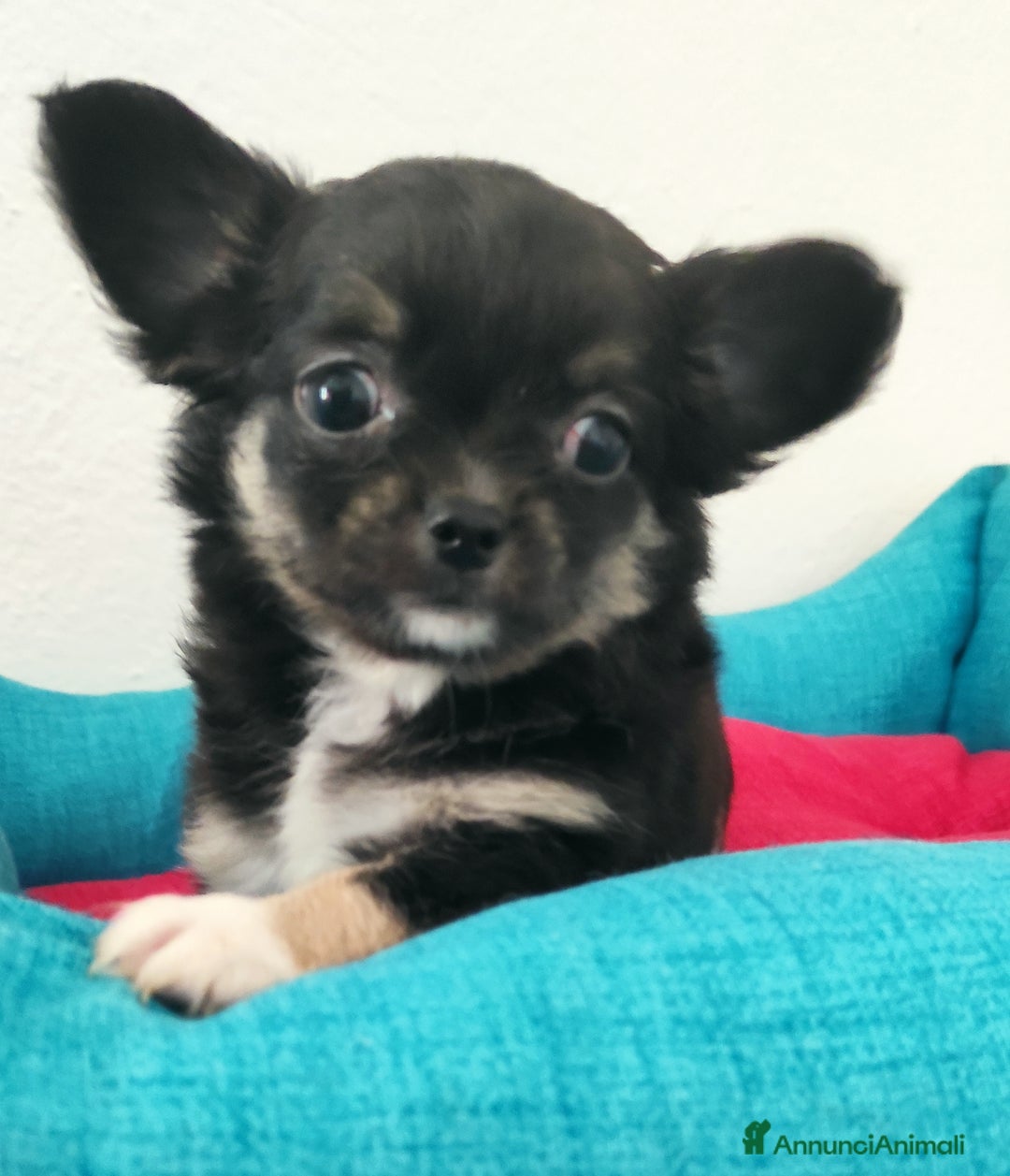 Chihuahua cani in vendita: Cuccioli di chihuahua a pelo lungo - Annuncio 7