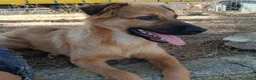 Meticcio cani in regalo: BERGAMOTTO 💙 È TORNATO A CORRERE! 🥰. a Provincia di Pavia - Annuncio 2
