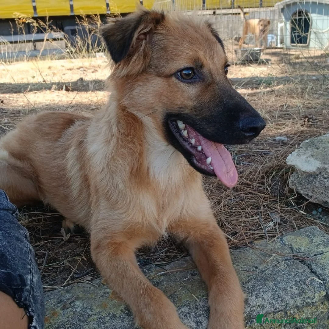 Meticcio cani in regalo: BERGAMOTTO 💙 È TORNATO A CORRERE! 🥰. a Provincia di Pavia - Annuncio 2