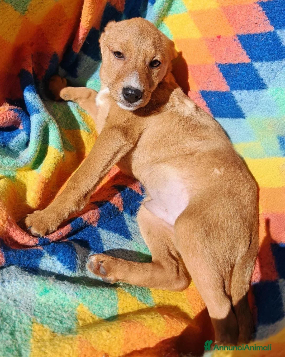 Meticcio cani in regalo: BACK 💙 - cucciolo. Sta aspettando dentro un box😢 a Provincia di Verona - Annuncio 7