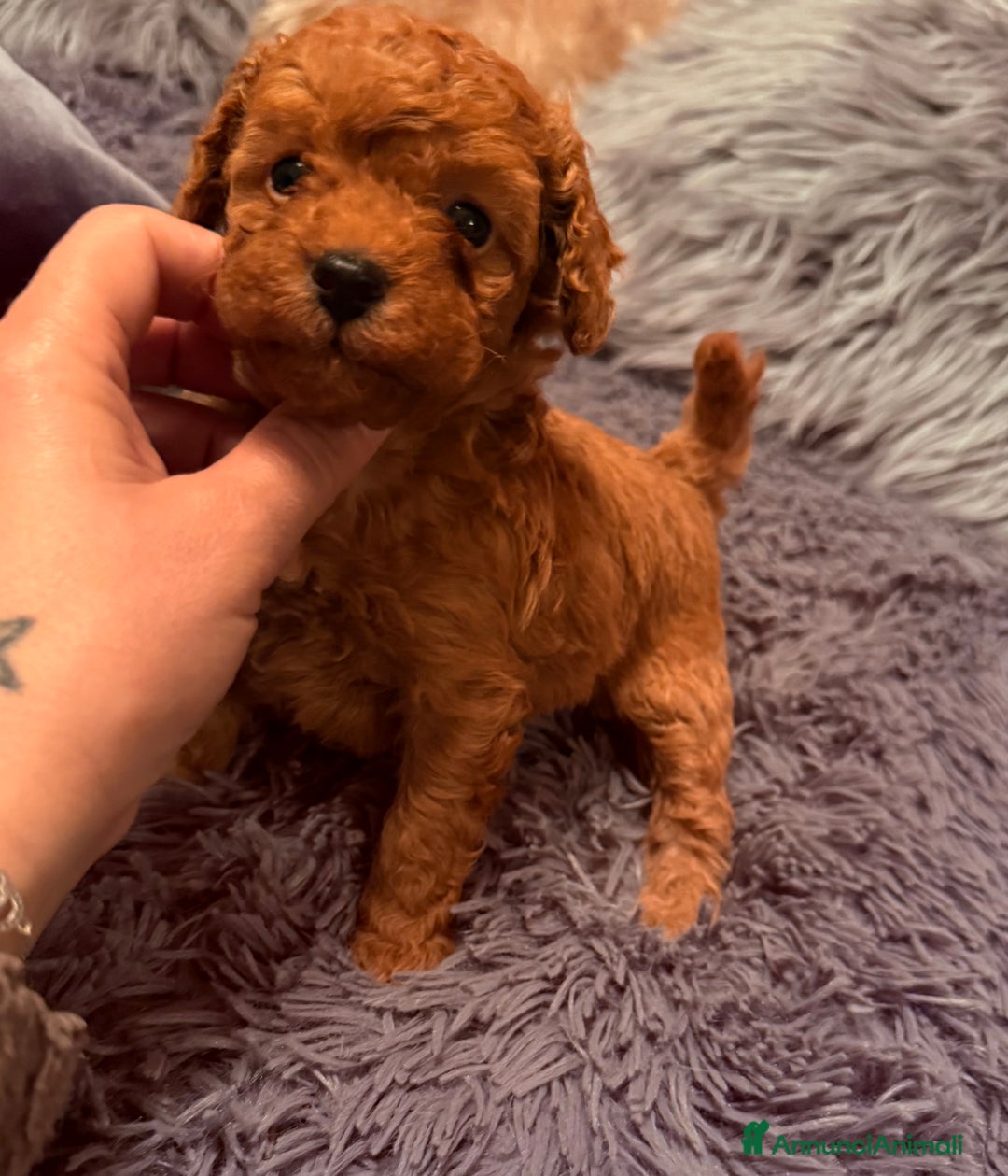 Barboncino cani in vendita: Cuccioli di barboncino - Annuncio 3