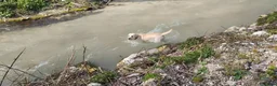 Labrador cani per accoppiamento: Labrador maschio per accoppiamento - Annuncio 19