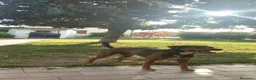 Meticcio cani in regalo: Cookie, 9 anni a Provincia di Rovigo - Annuncio 4