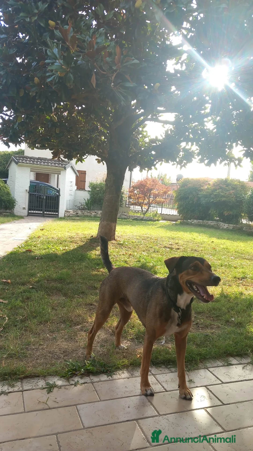 Meticcio cani in regalo: Cookie, 9 anni a Provincia di Rovigo - Annuncio 4