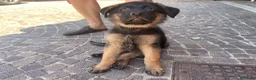 Pastore Tedesco cani in vendita: Cuccioli da esposizione  - Annuncio 14