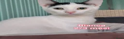 Altre razze gatti in regalo: MICINI URGENTI ADOZIONI! TEMPO SCADUTO  a Provincia di Arezzo - Annuncio 6