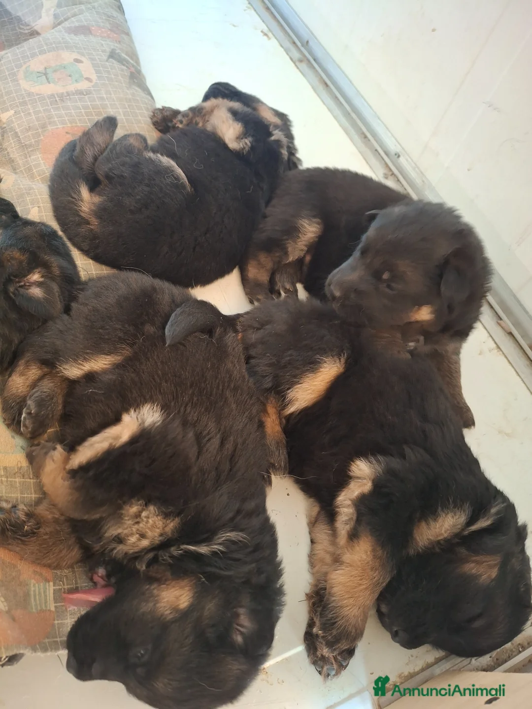 Pastore Tedesco cani in vendita: Cuccioli di pastore tedesco - Annuncio 7