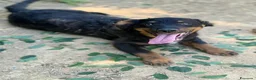Meticcio cani in regalo: ZAYN, il cucciolo più affettuoso della terra! - Annuncio 6