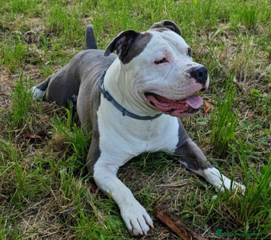 Pitbull cani per accoppiamento: Monta - Annuncio 25