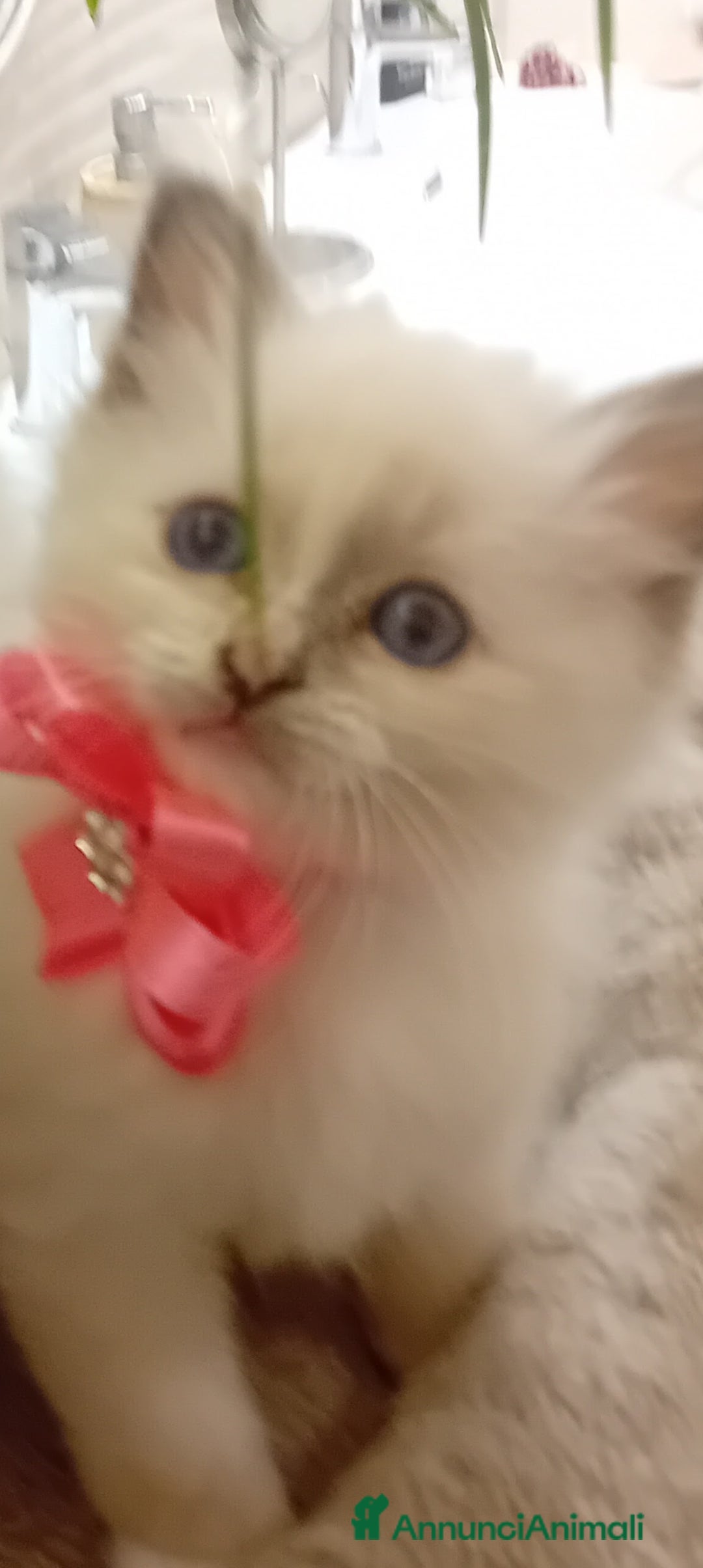 Sacro di Birmania gatti Gattina Sacro di Birmania - Annuncio 20