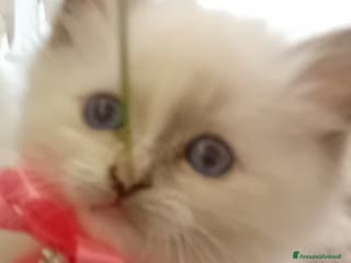 Sacro di Birmania gatti Gattina Sacro di Birmania - Annuncio 20