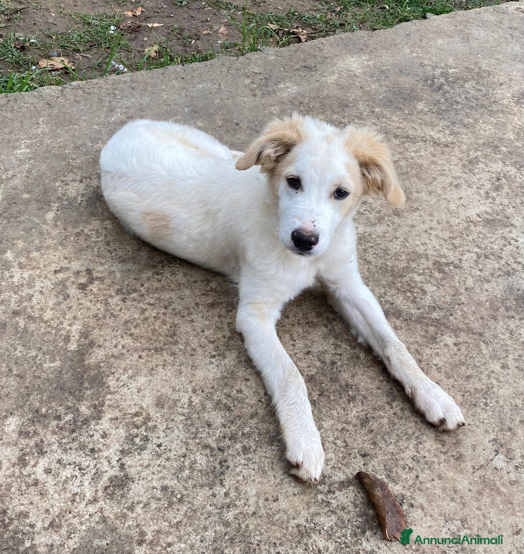 Meticcio cani in regalo: Fuffy cucciolo adorabile - Annuncio 14