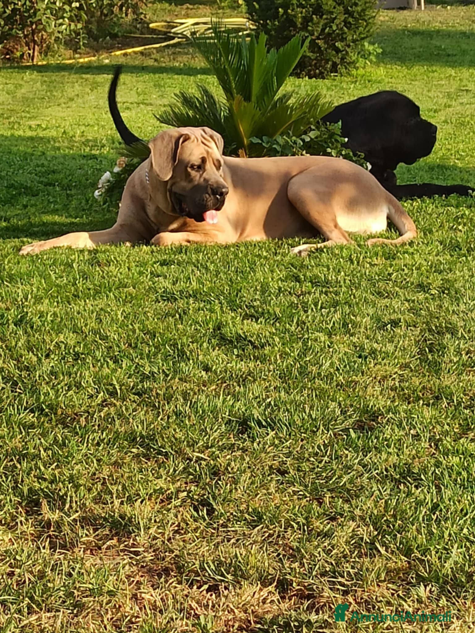 Cane Corso cani Cuccioli cane corao - Annuncio 2