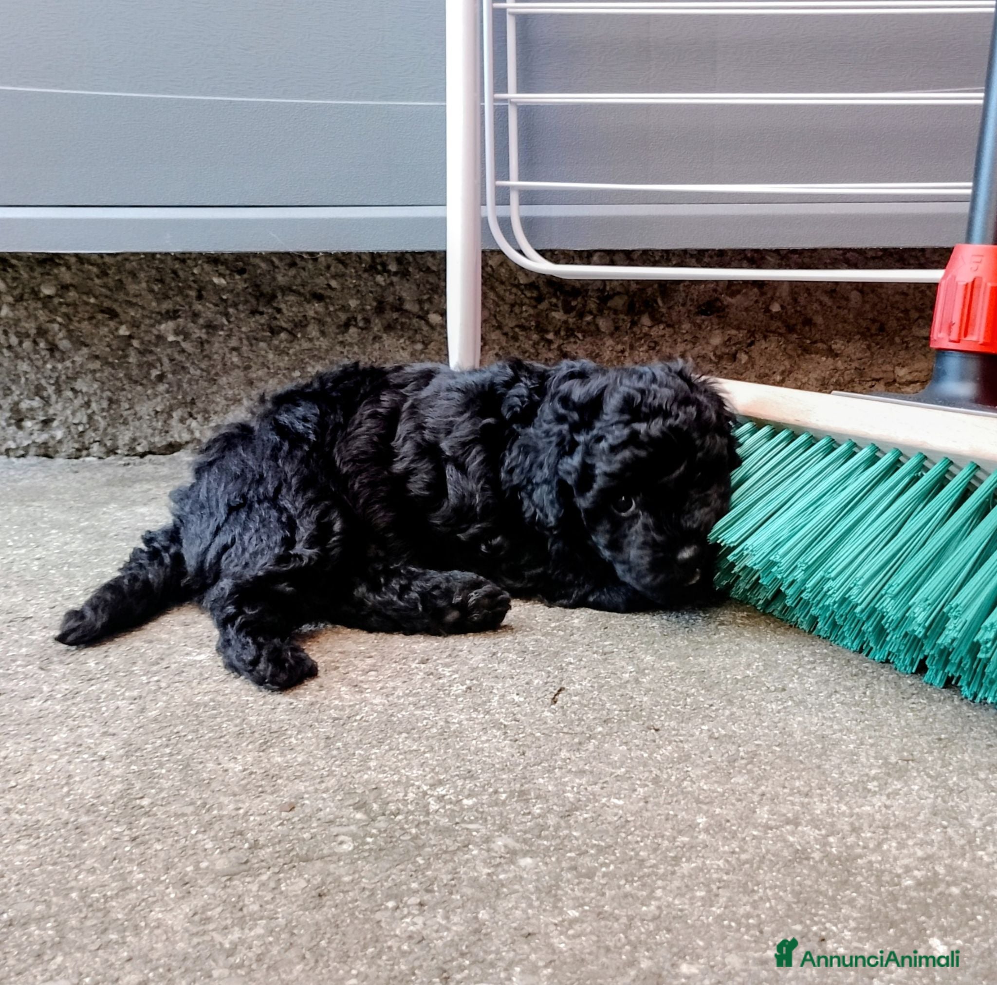 Maltipoo cani Cuccioli di Maltipoo  - Annuncio 2