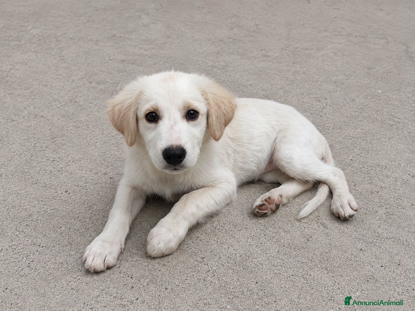 Meticcio cani Panna - Annuncio 9