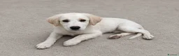 Meticcio cani in regalo: Panna - Annuncio 1