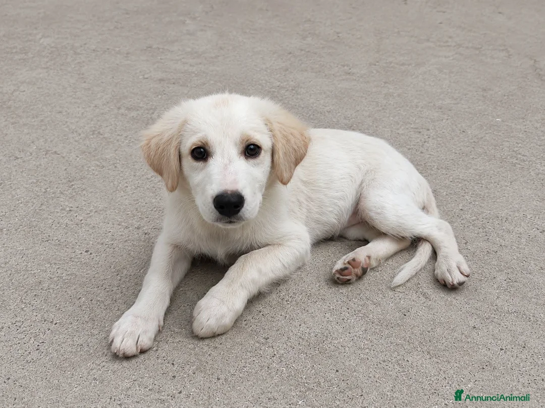 Meticcio cani in regalo: Panna - Annuncio 1