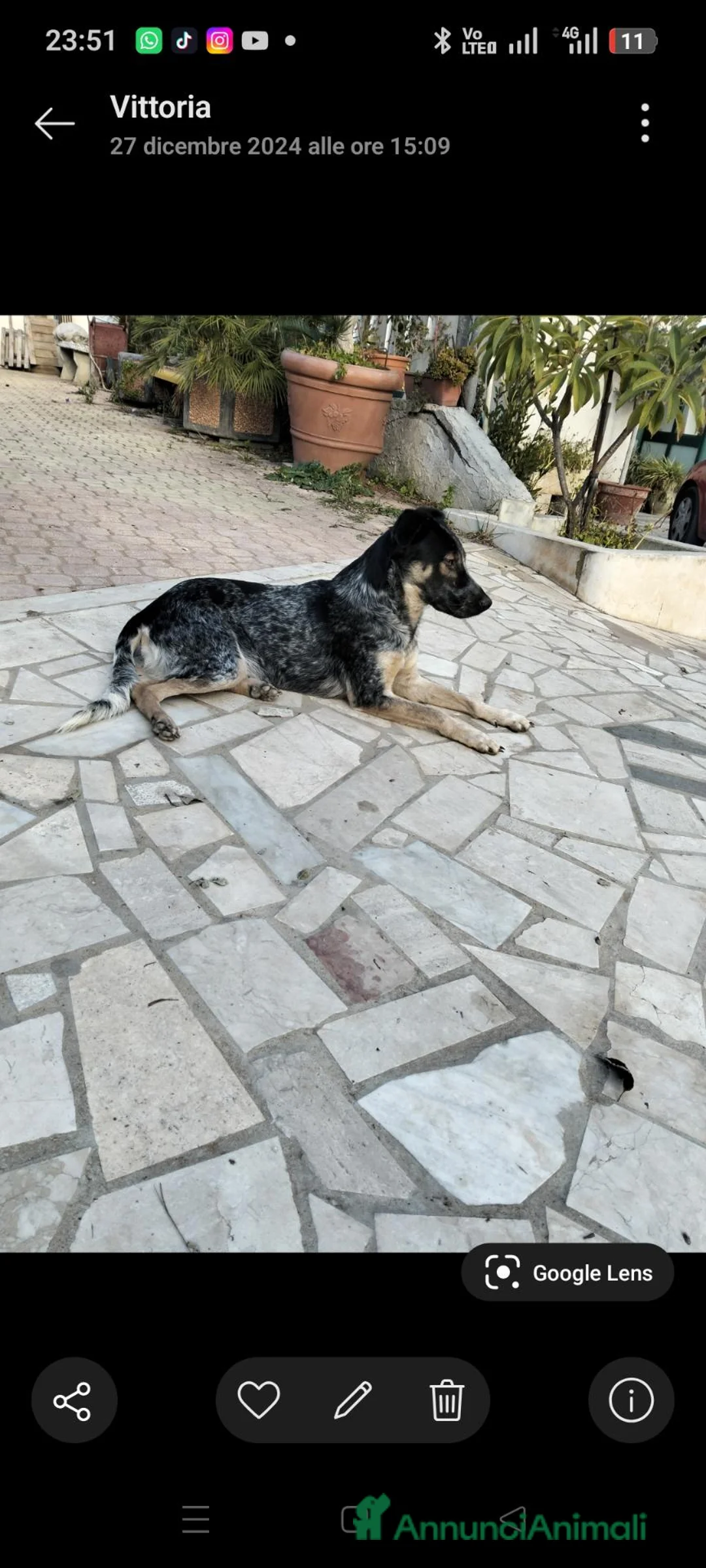Meticcio cani in regalo: Coppia  a Libero consorzio comunale di Ragusa - Annuncio 2