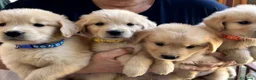 Golden Retriever cani in vendita: Cuccioli golden retriver linea americana  - Annuncio 4