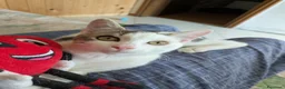 Europeo gatti in regalo: Piko & Bok: dalla radura al cuore di una famiglia! - Annuncio 6