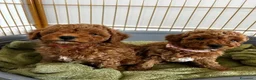 Barboncino Toy cani in vendita:  3 Adorabili Barboncini Toy a Città metropolitana di Milano - Annuncio 5