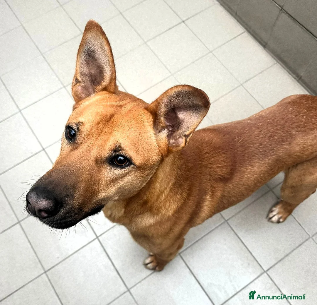 Meticcio cani in regalo: SIMBA BELLISSIMO LUPETTO - Annuncio 2