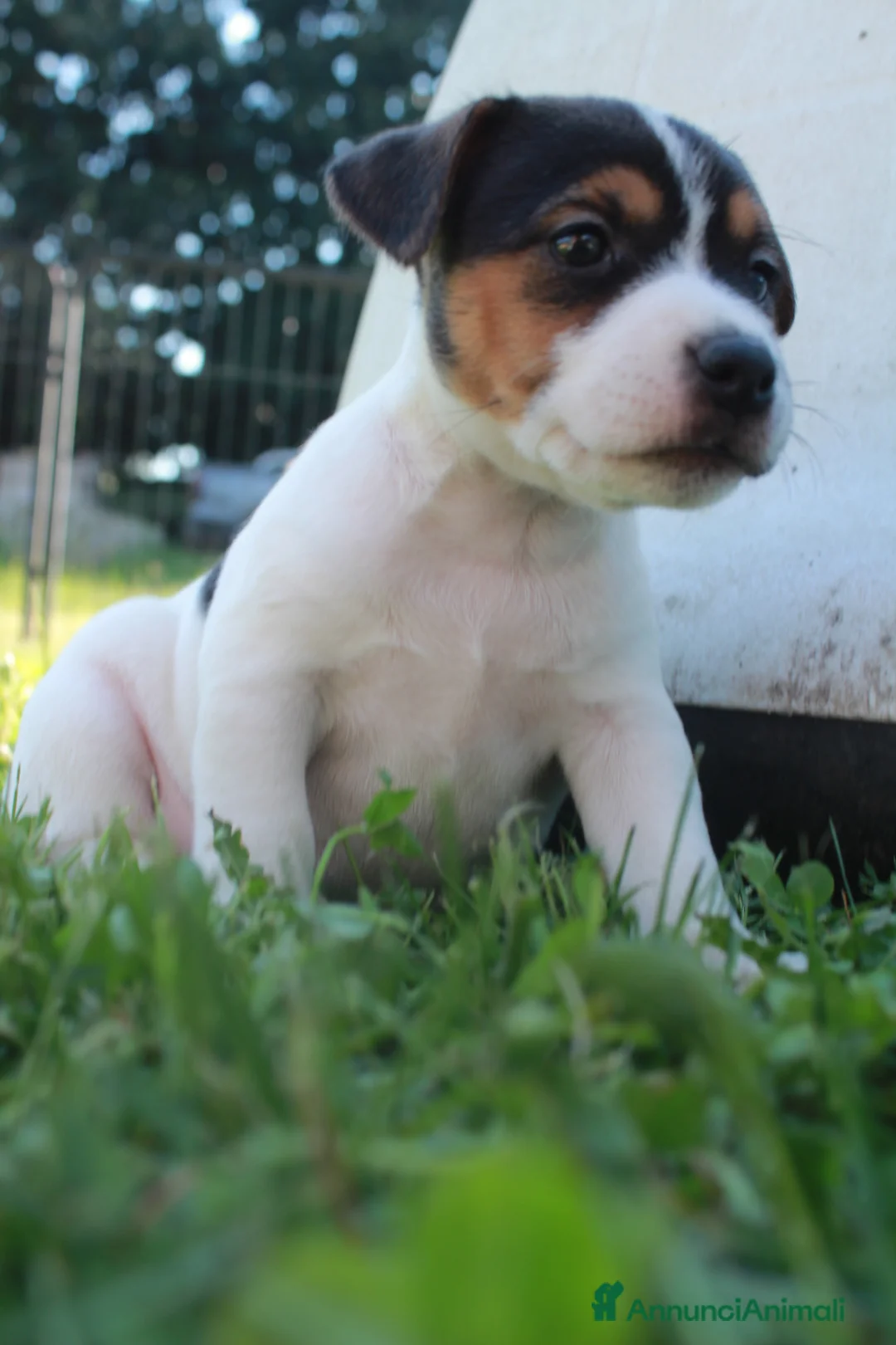 Jack Russell cani in vendita: Jack Russell terrier femmine pedigree - Annuncio 1