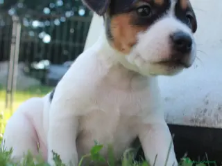 Jack Russell cani Jack Russell terrier femmine pedigree - Annuncio 1
