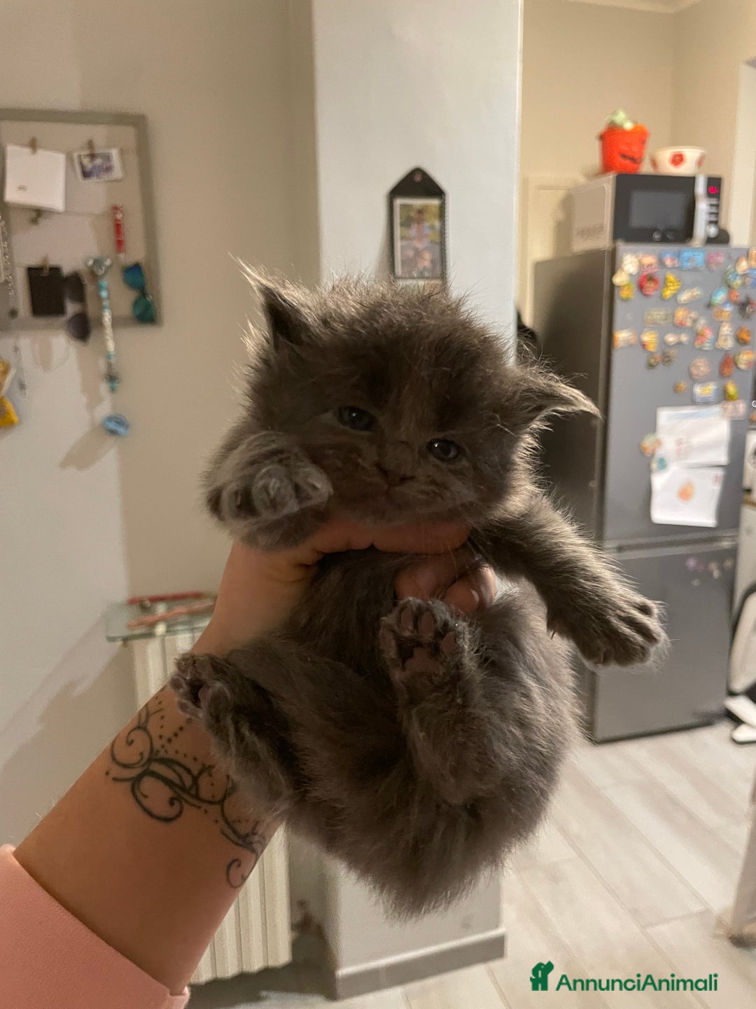 Maine Coon gatti in vendita: Mainecoon - Annuncio 28