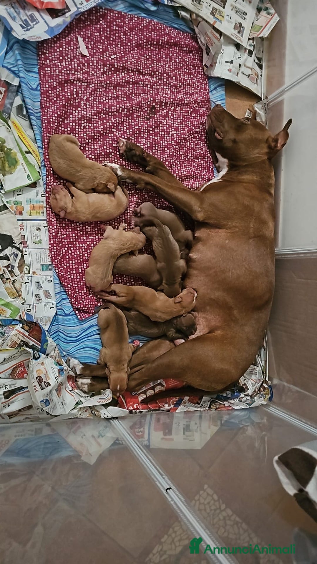 Pitbull cani in vendita: American PitBull Terrier Red Nose  - Annuncio 2