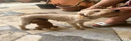 Barboncino cani in vendita: Barboncini maschietti a Provincia di Salerno - Annuncio 7