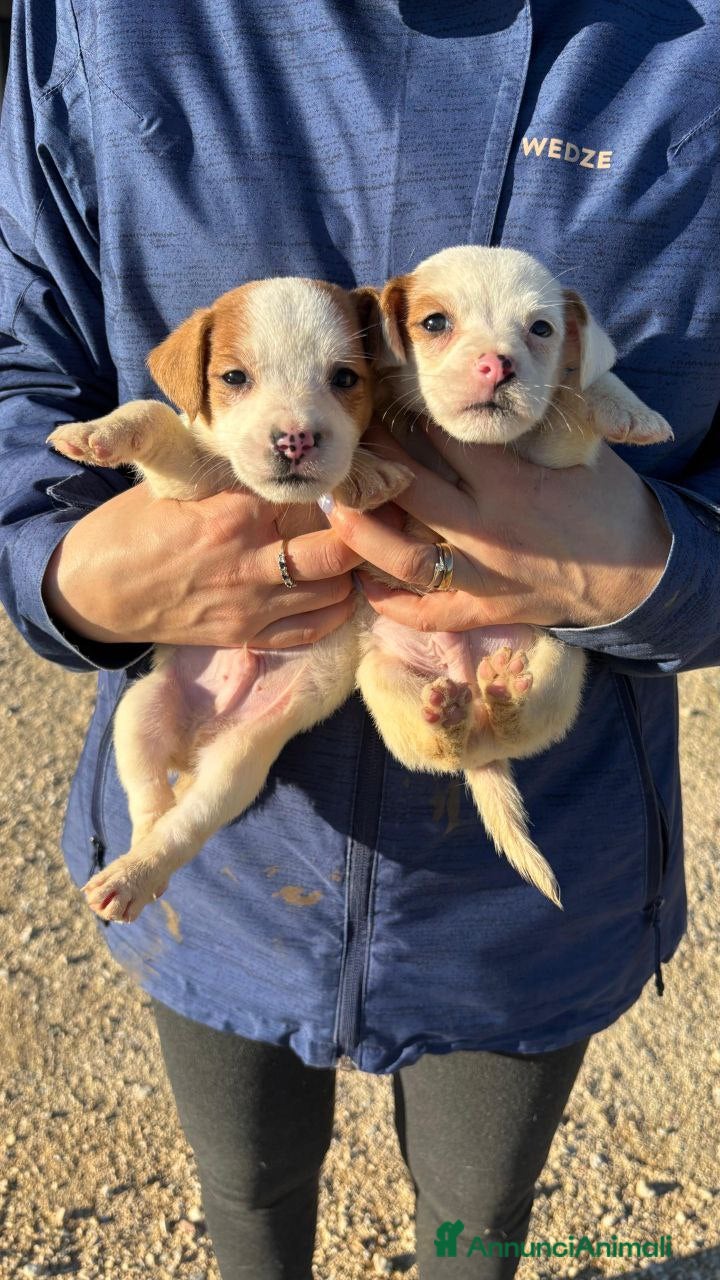 Jack Russell cani Jack Russell - Annuncio 8