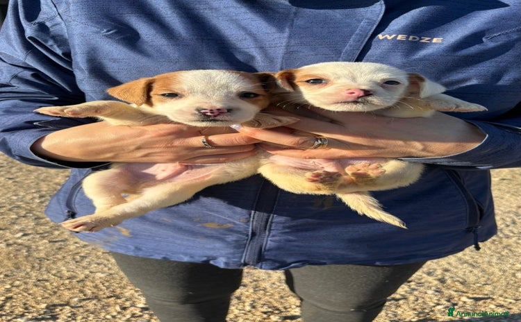 Jack Russell cani - Annuncio 4